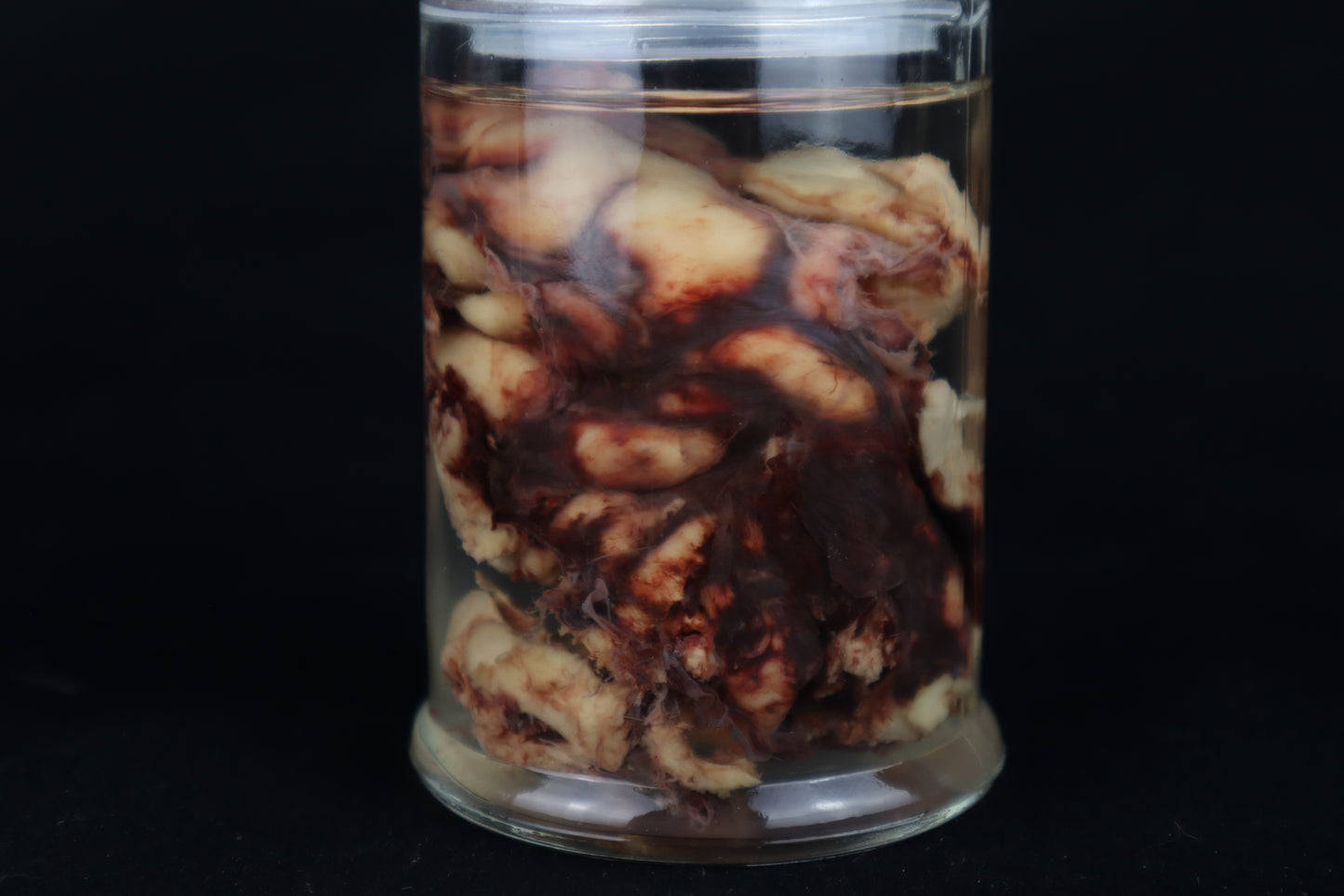 Wet Specimen Bison Brains