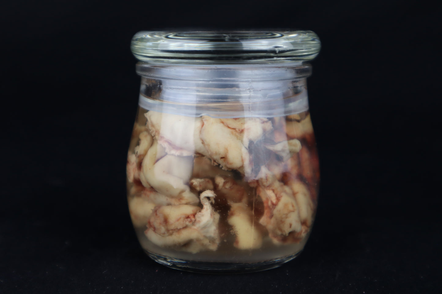 Wet Specimen Bison Brains