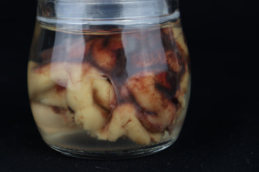 Wet Specimen Bison Brains