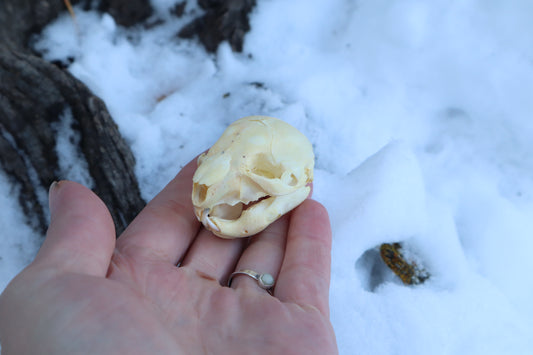 Fetal Beaver Skull