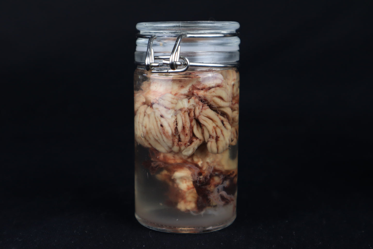 Wet Specimen Bison Brains
