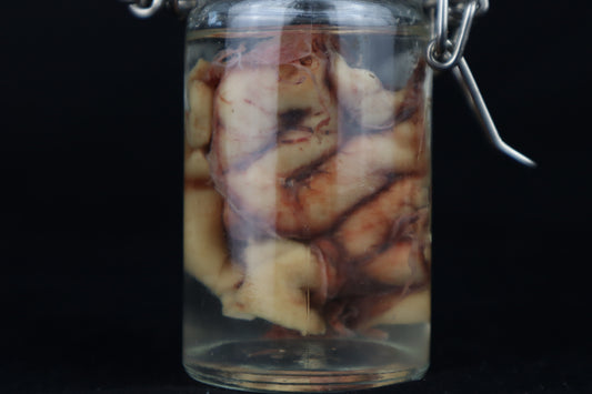 Wet Specimen Bison Brains