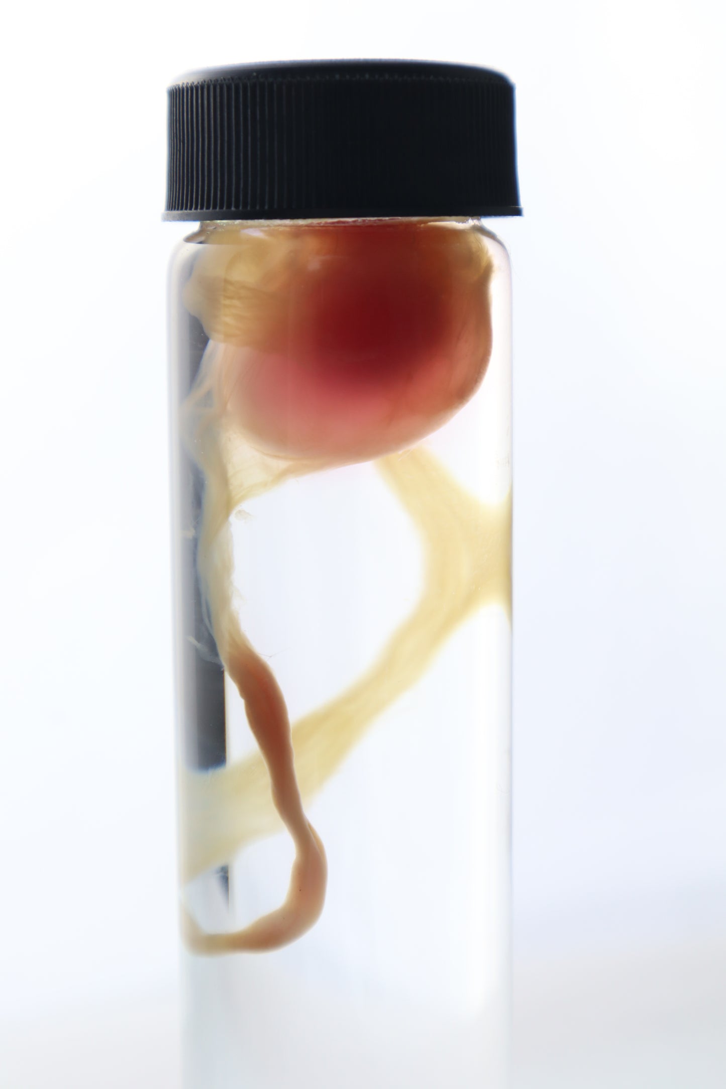 Diaphonized "Eggbound" Parakeet Egg