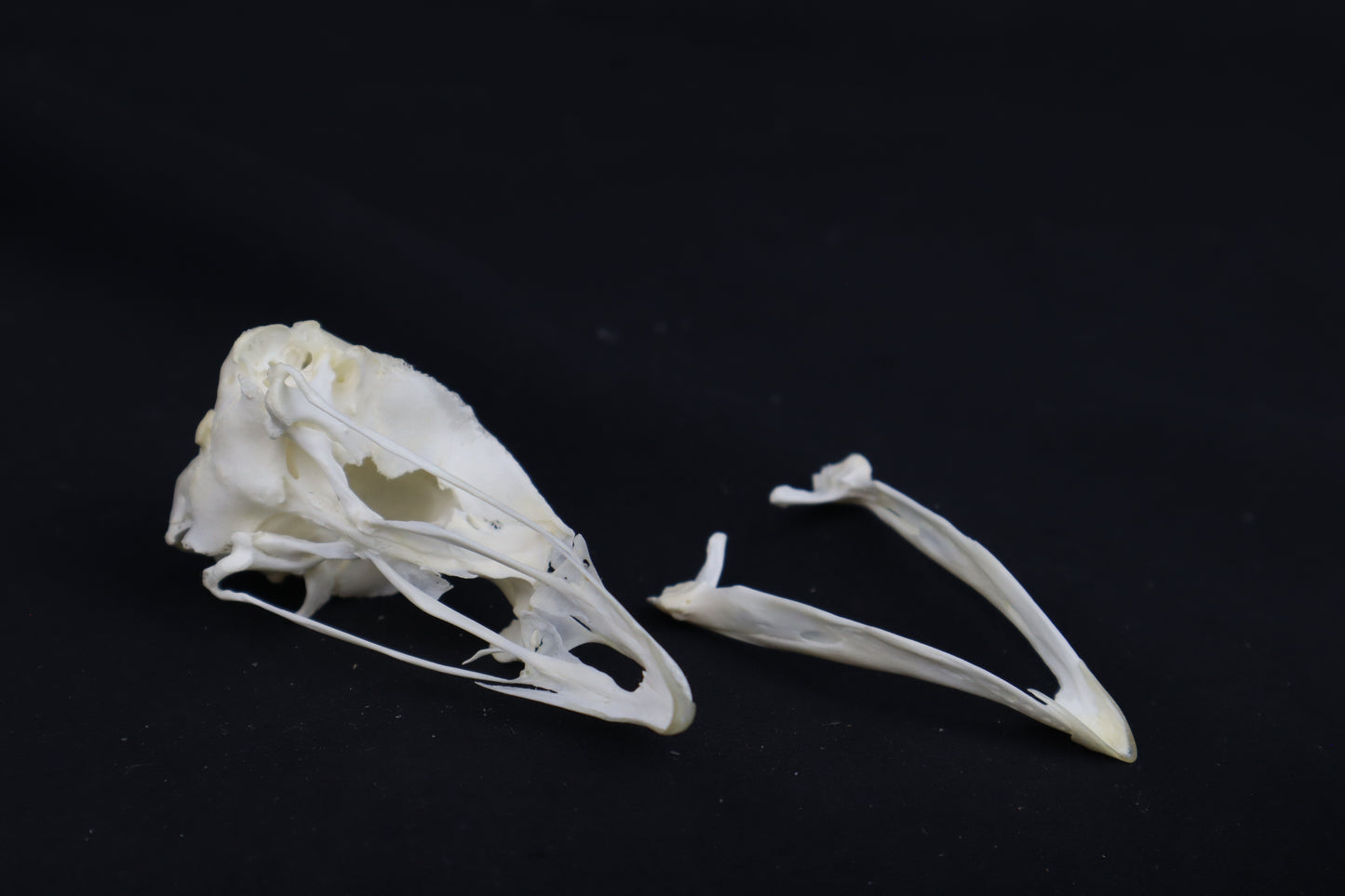 Chicken Skull