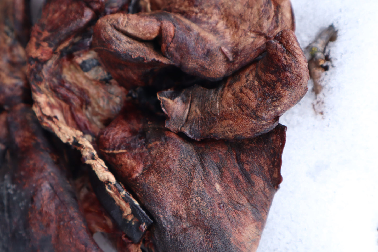Dry Preserved Gray Wolf Lungs