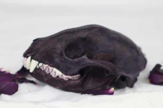 Naturally Stained Raccoon Skull