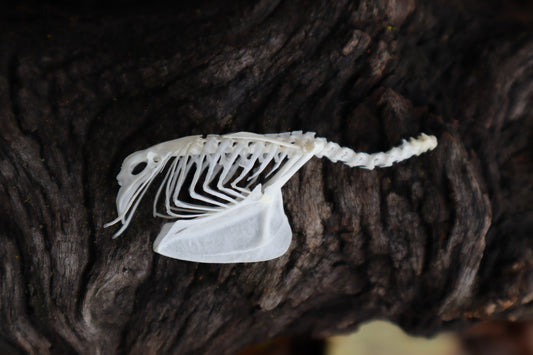 Parakeet Torso Articulation