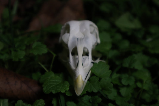 Chicken Skull with Sclerotic Rings