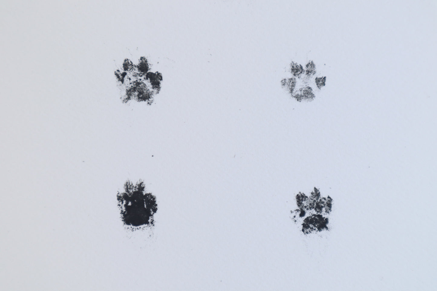 Red Fox Kit Paw Print