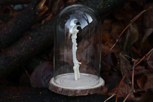 Polydactyl Cat Paw Articulation in Glass Dome