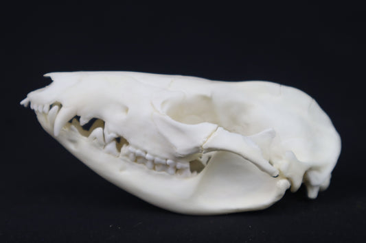 Pathological Opossum Skull