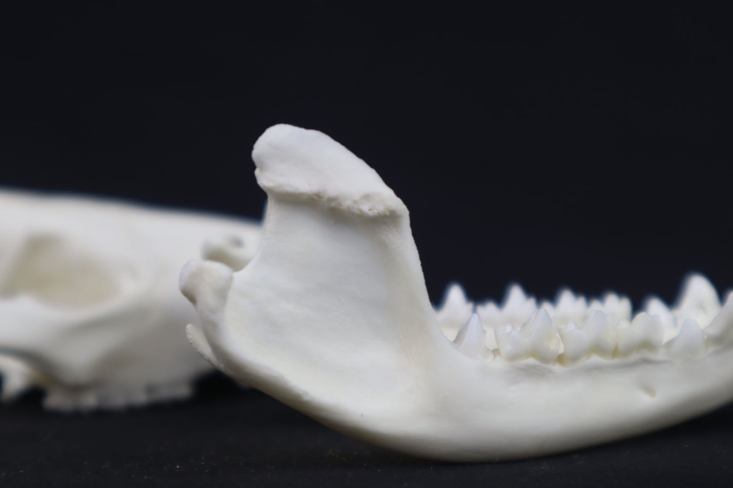 Pathological Opossum Skull