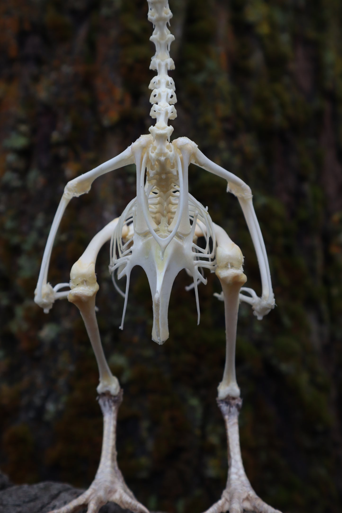 Articulated Sub-Adult Chicken Skeleton with Sclerotic Rings