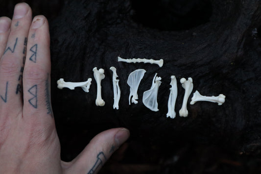 Pocket Gopher Bone Lot
