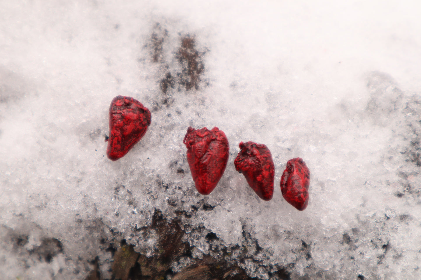 Dry Preserved Parakeet Heart