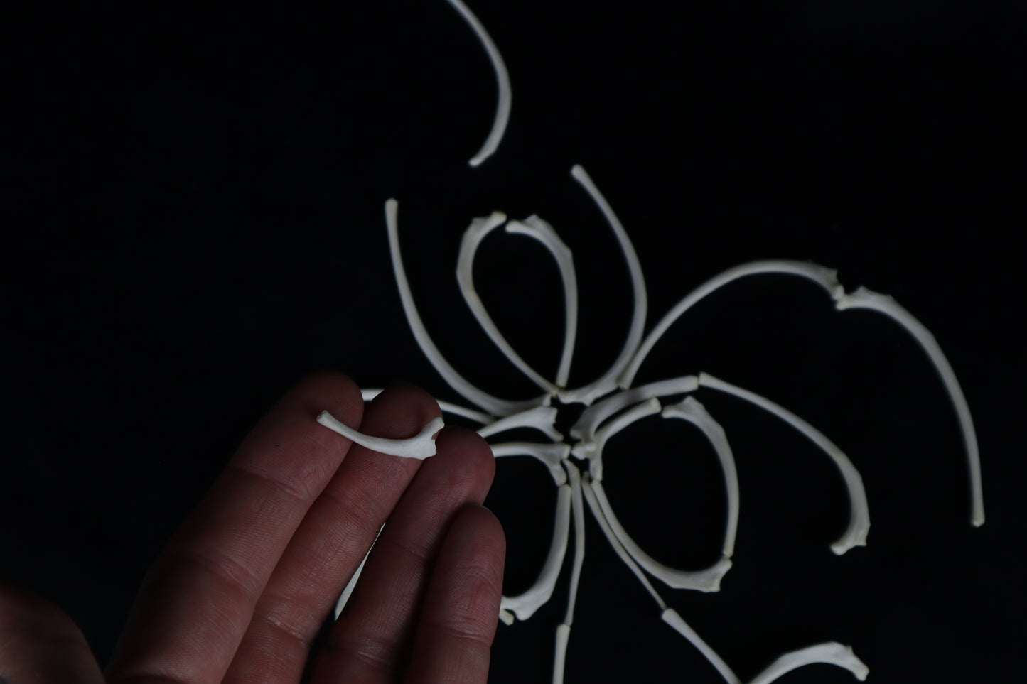 Polydactyl Cat Ribs and Clavicle Bones