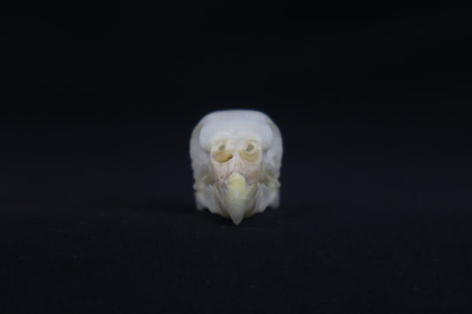 Budgerigar Skull