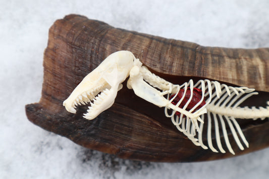 Mole Serpent Articulation