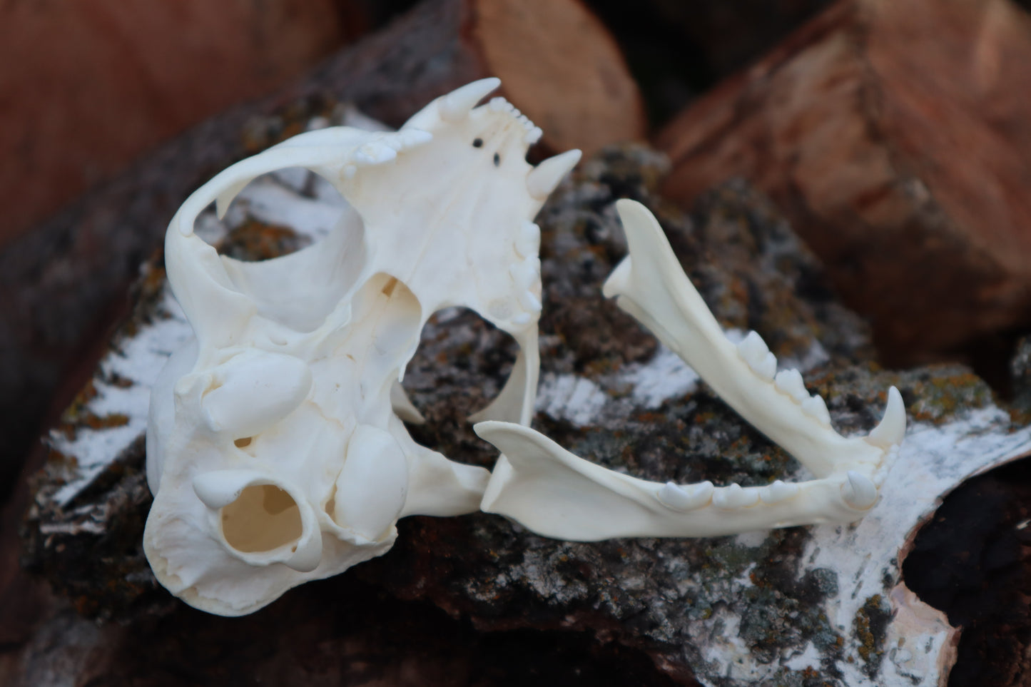 Bobcat Skull