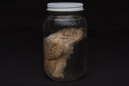 Sheep Brain Wet Specimen