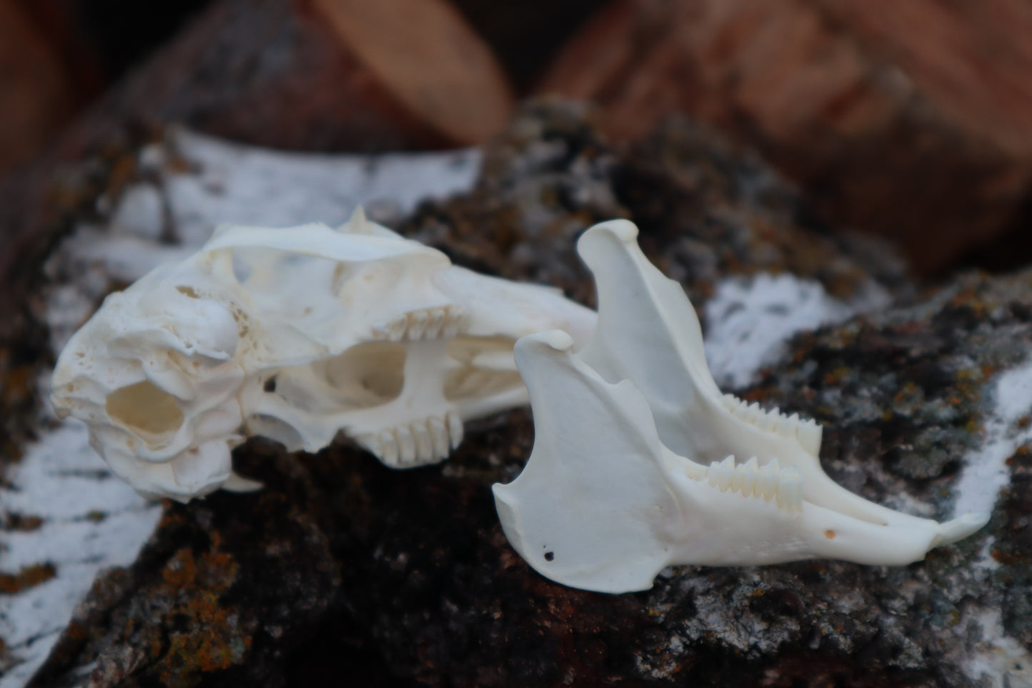 Craft Jack Rabbit Skull