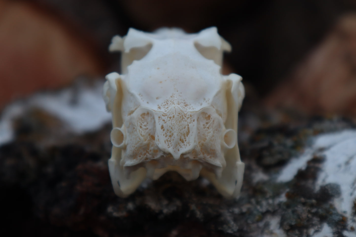 Craft Jack Rabbit Skull