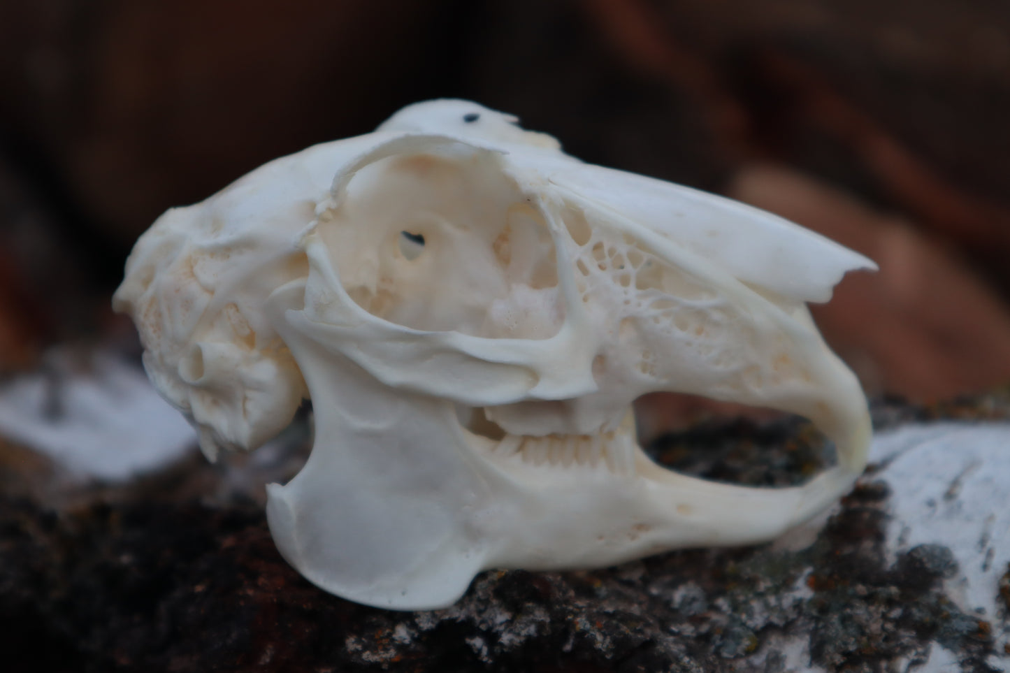 Jack Rabbit Skull