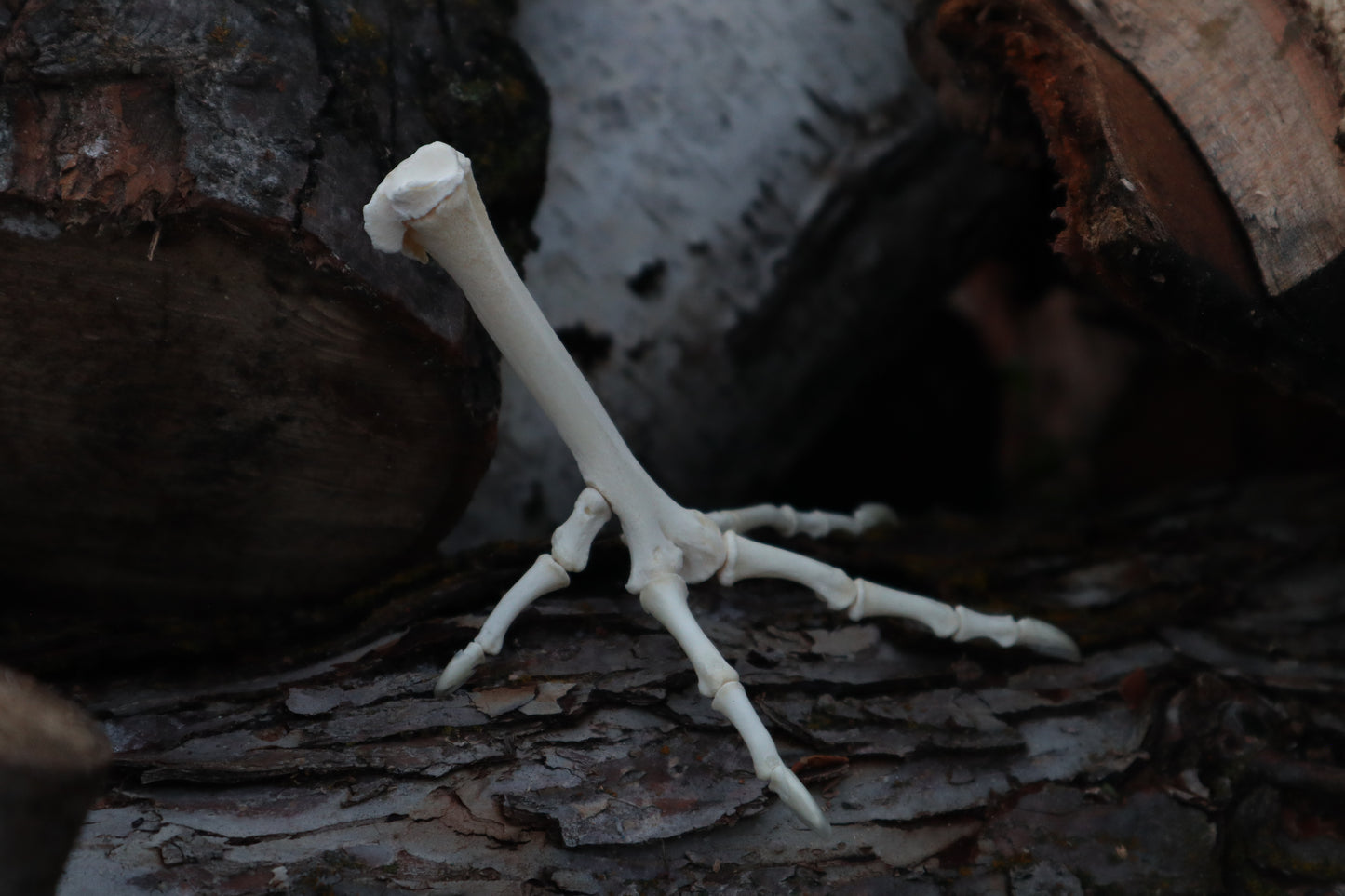 Chicken Foot Articulation
