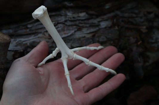 Chicken Foot Articulation
