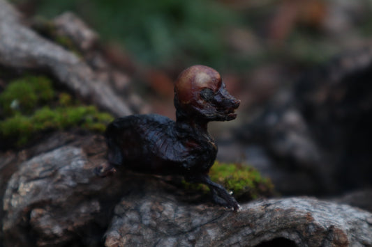 Dry Preserved Fetal Coyote Pup