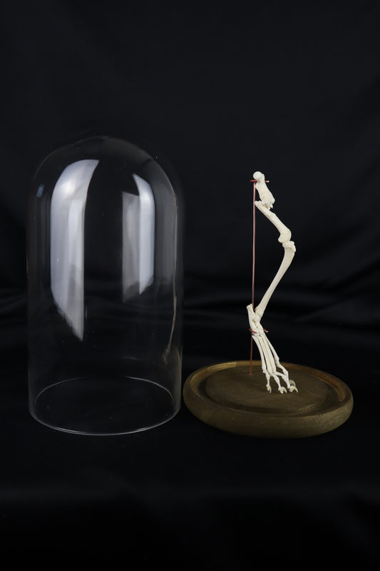 Pathological Domestic Kitten Leg Articulation