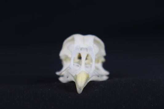 Chicken Skull
