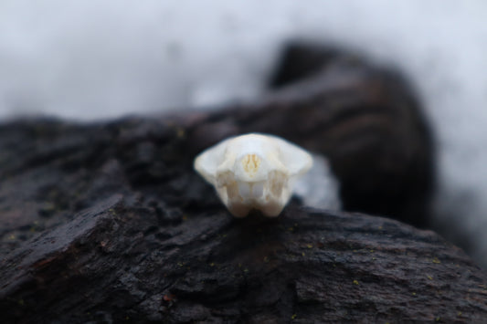 Eastern Mole Skull