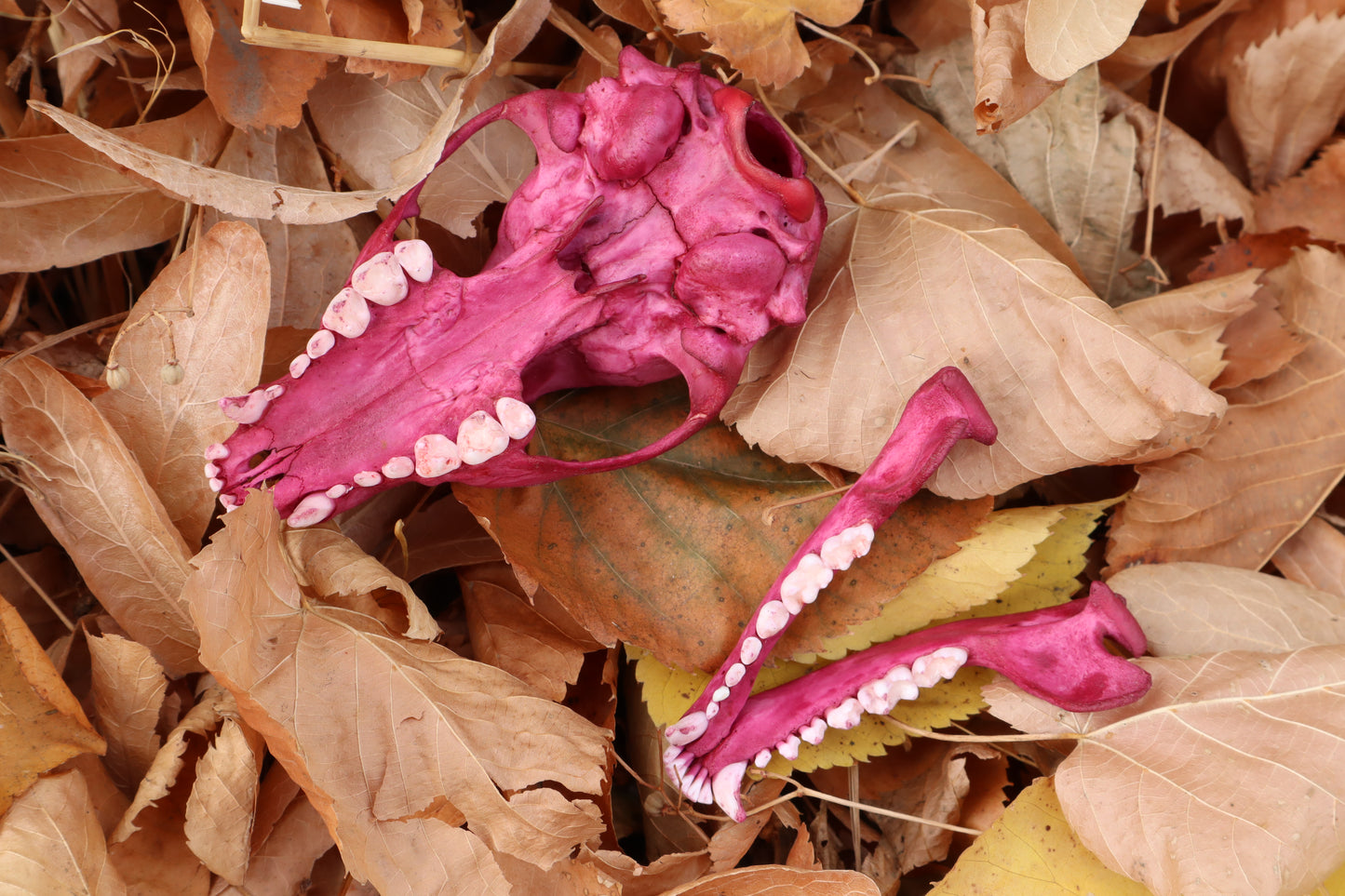 Naturally Stained Pathological Raccoon Skull