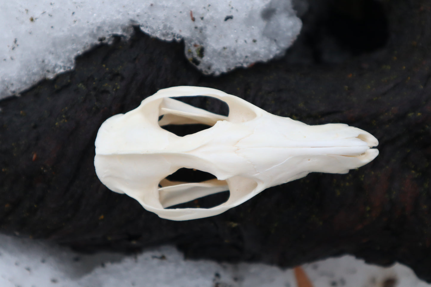 Opossum Skull