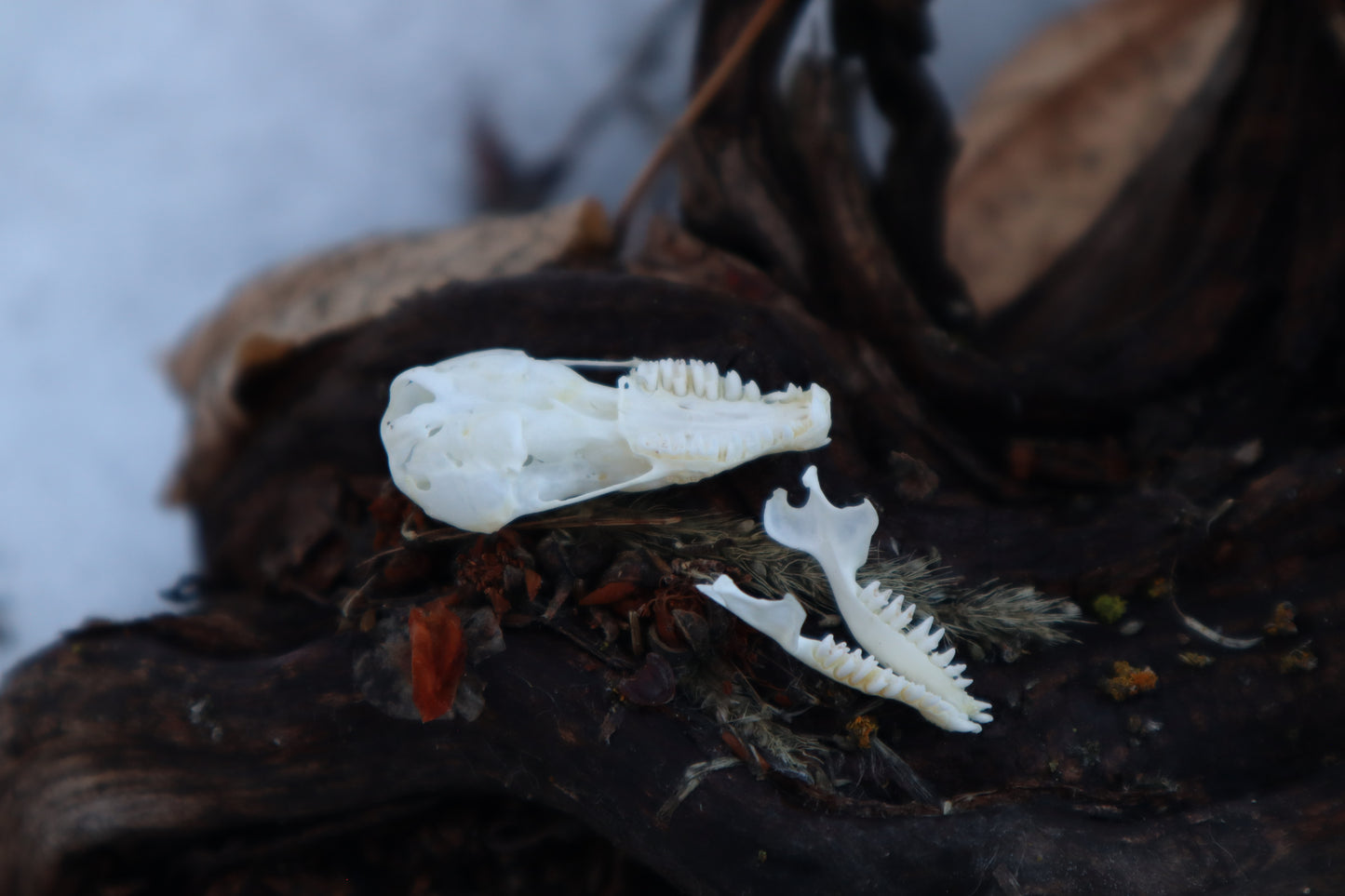 Eastern Mole Skull