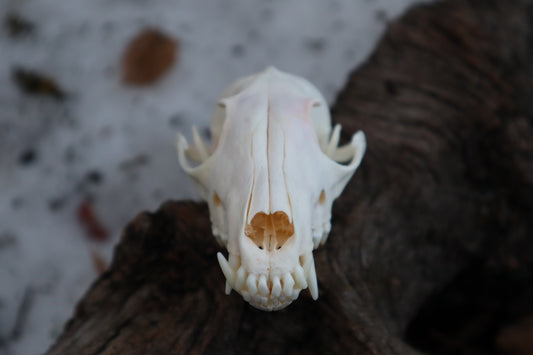 Craft Red Fox Skull
