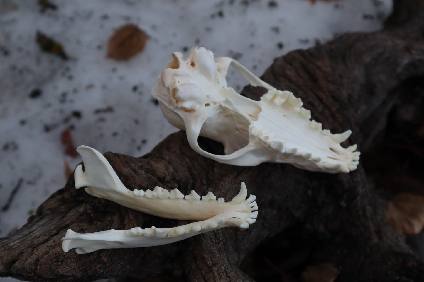 Craft Red Fox Skull