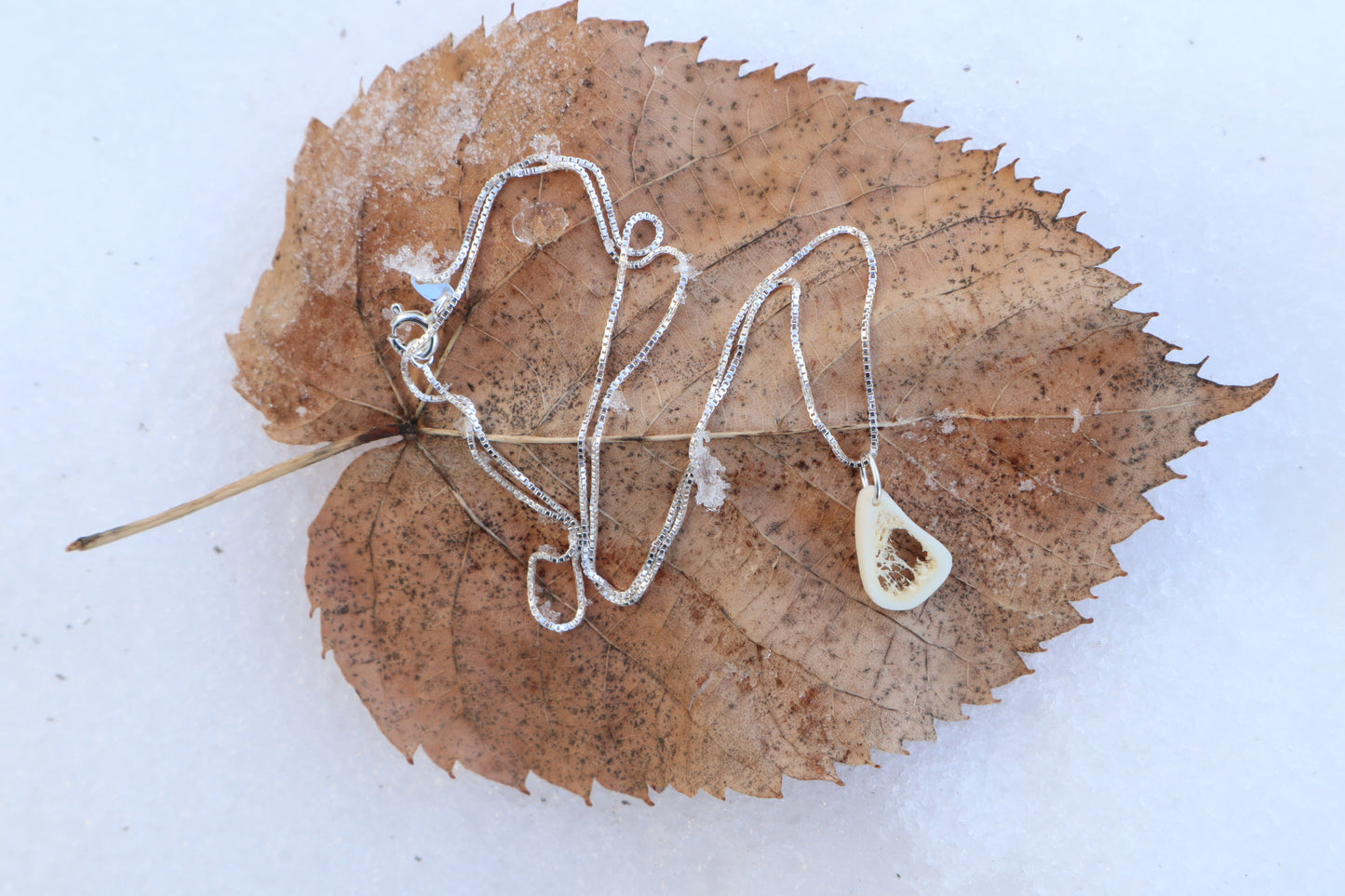 Red Fox Tibia Slice Necklace