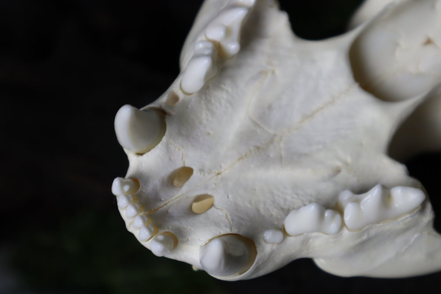 Mountain Lion Skull
