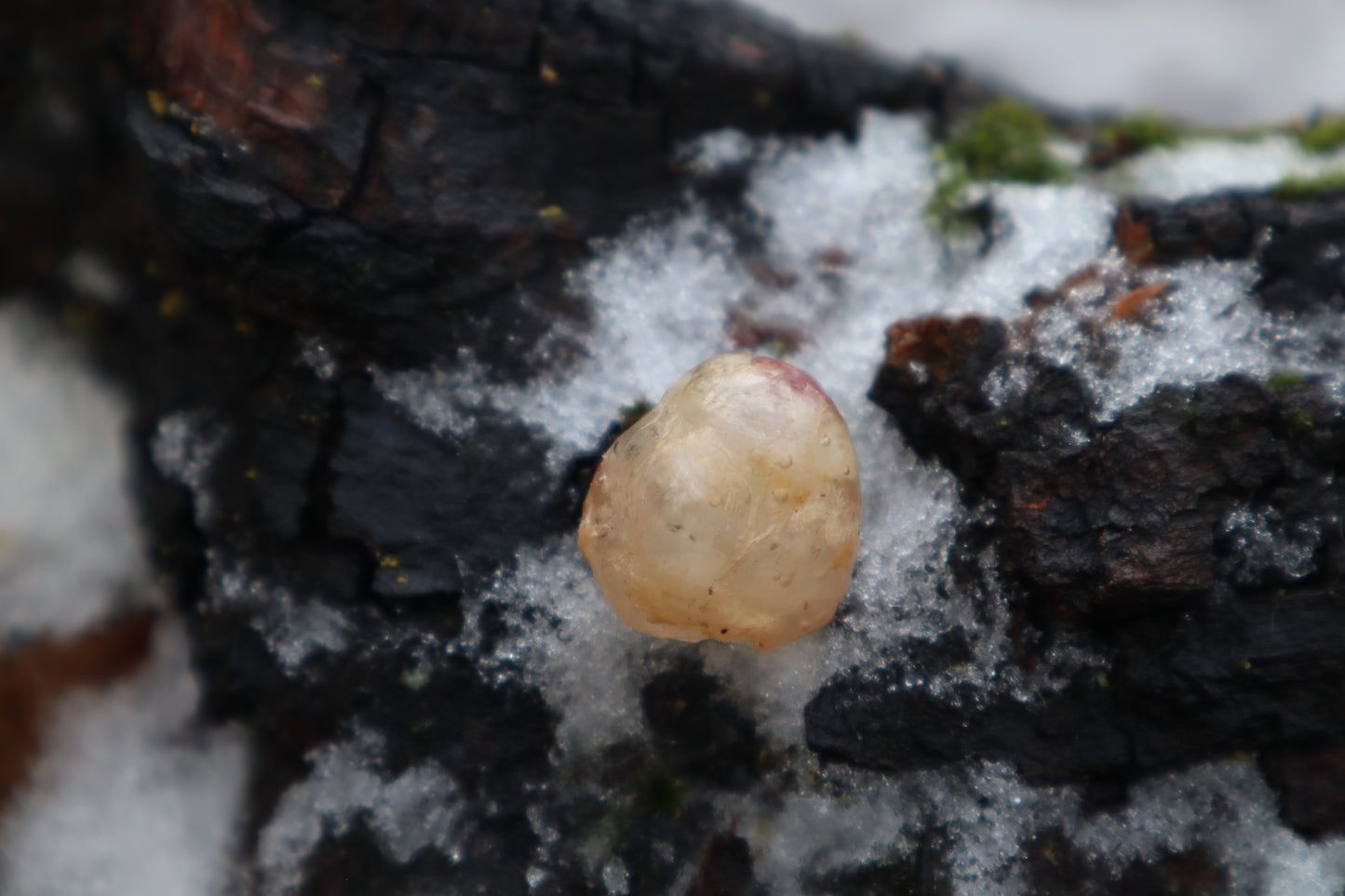 Crystal Coyote Eyeball