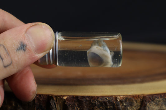 Wet Specimen Kitten Eyeball