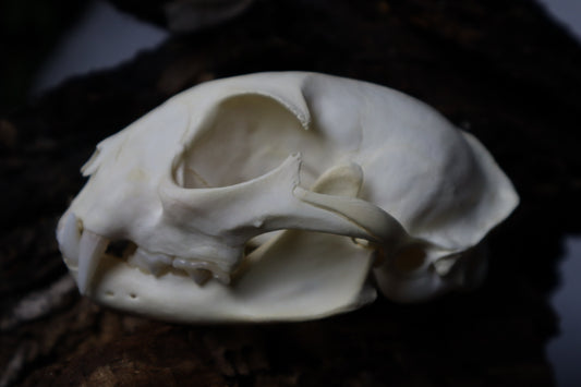 Bobcat Skull