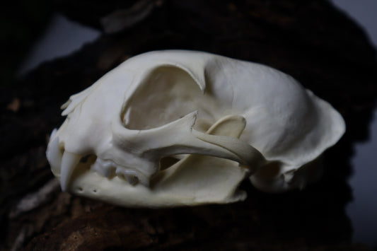 Bobcat Skull