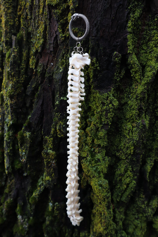 Raccoon Spinal Column Articulation