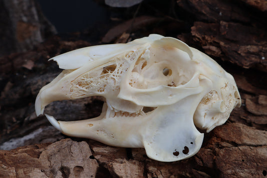 Craft Jack Rabbit Skull