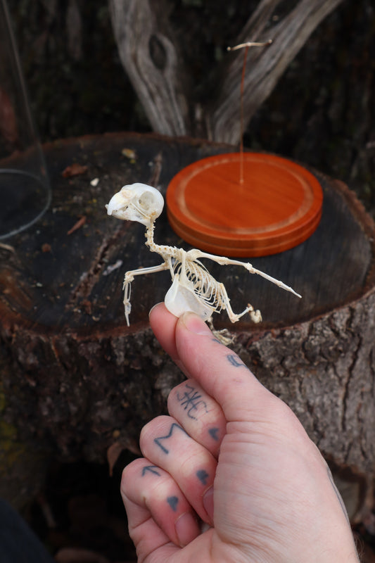 Articulated Parakeet Skeleton