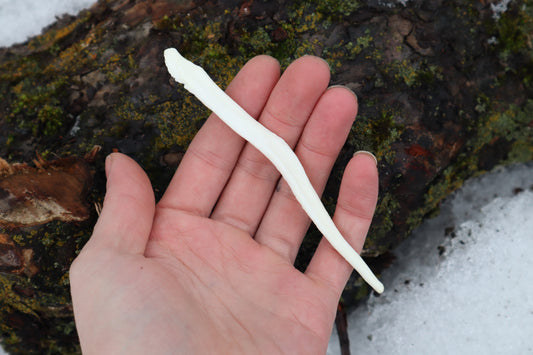 Gray Wolf Baculum