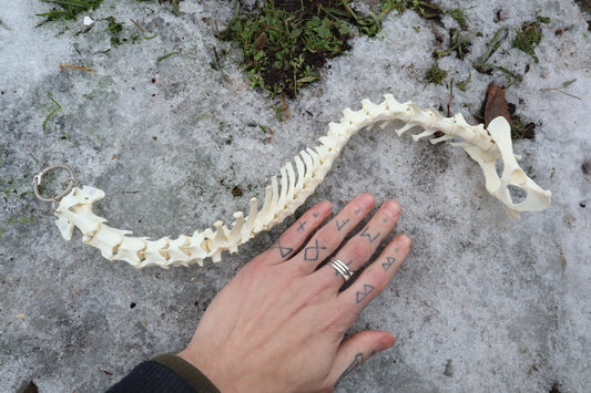 Red Fox Spinal Column Articulation