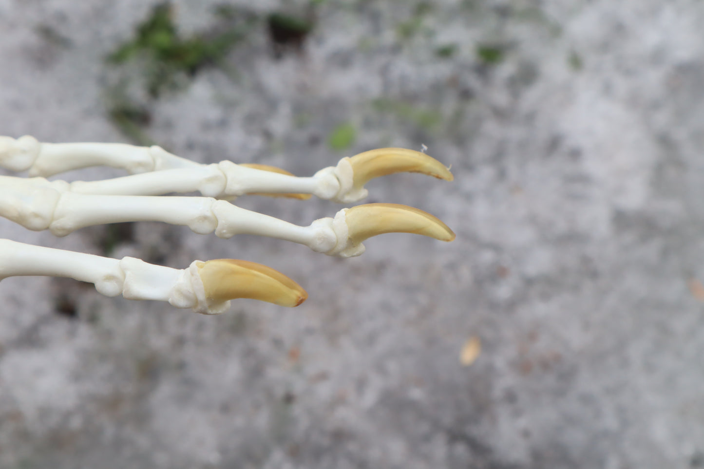 Red Fox Paw Articulation